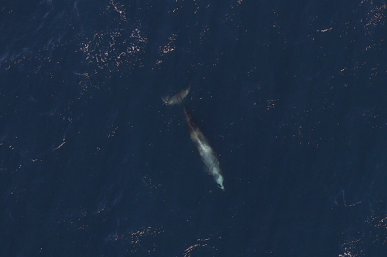 アカボウクジラの空撮・深く潜る前の姿