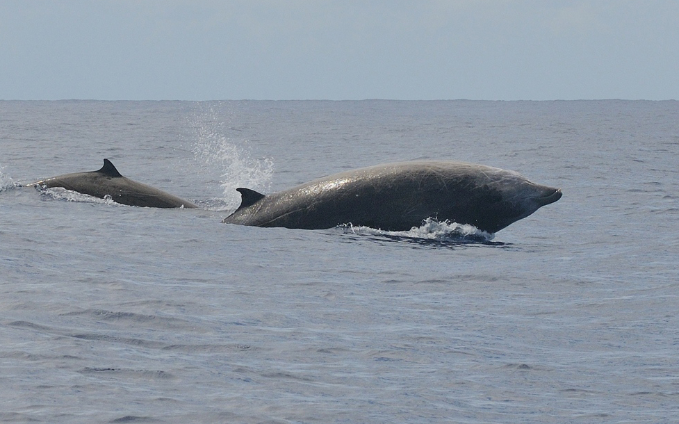 アカボウクジラ2頭が海面に姿を見せる・小群での行動