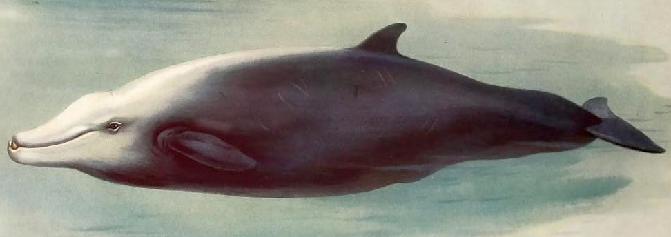 アカボウクジラの博物図・くちばし状の頭部