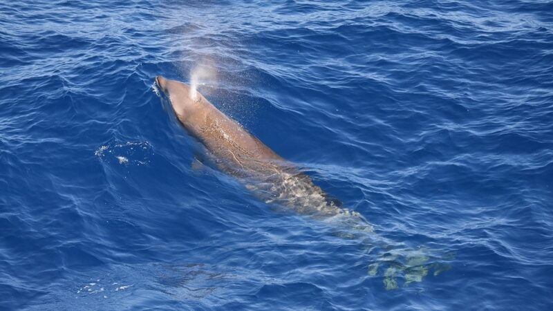 アカボウクジラが青い海面に浮上する姿
