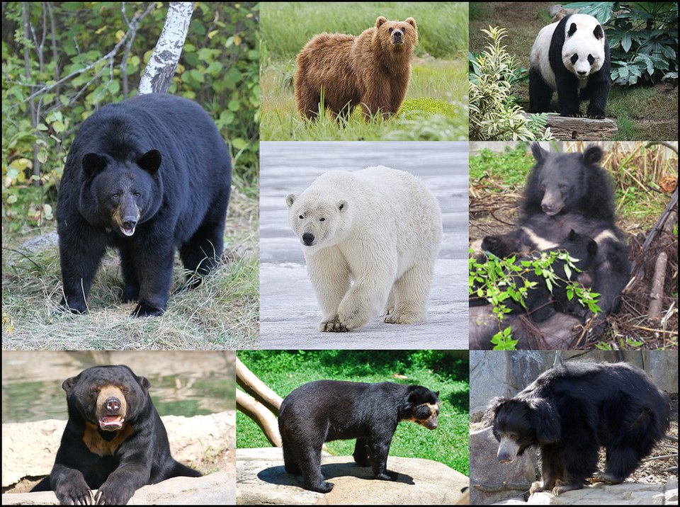 さまざまなクマの種類