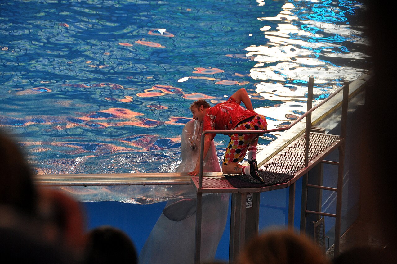 水族館の飼育員にキスをするシロイルカ（SeaWorld）