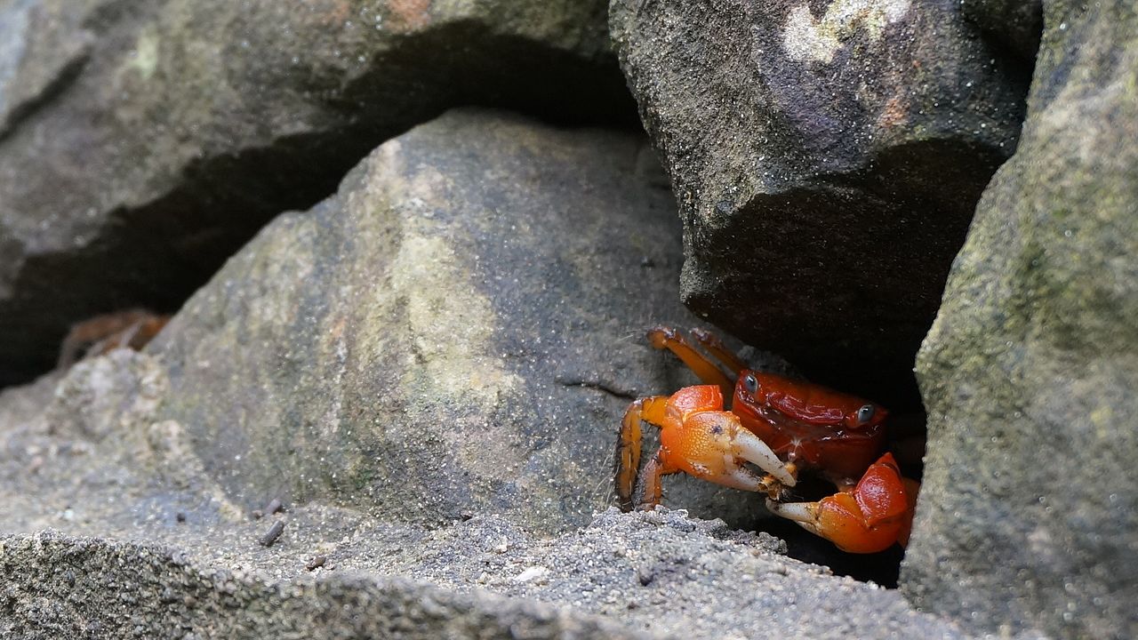 水辺のベンケイガニ