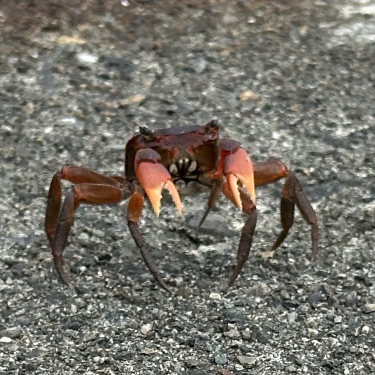 ベンケイガニ