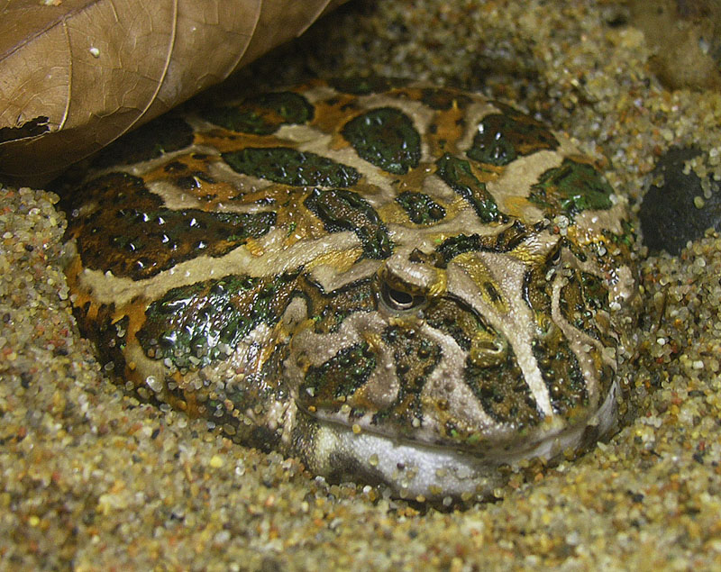砂に半身をうめたベルツノガエル