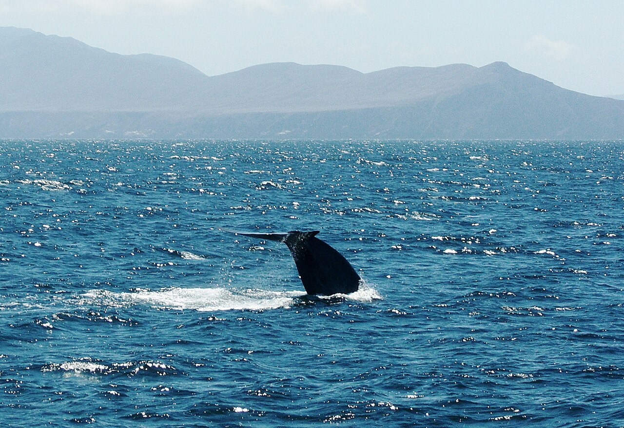 尾びれを高く上げて潜水するシロナガスクジラ