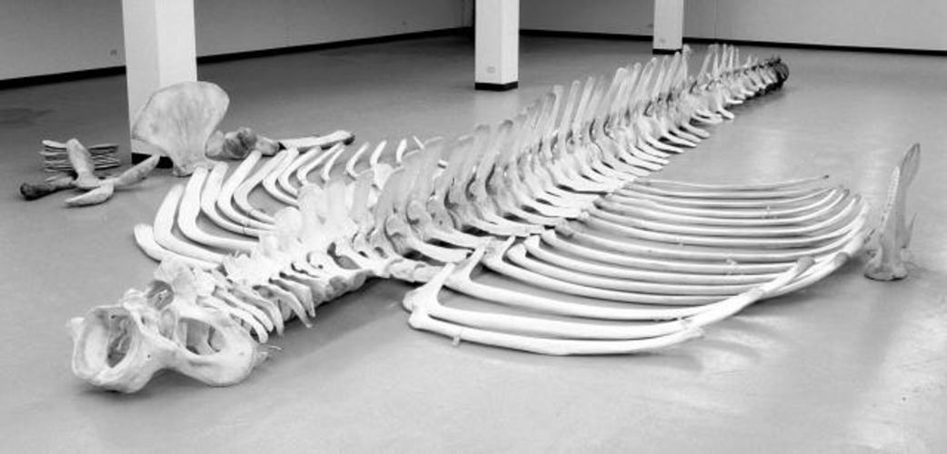 シロナガスクジラの全身骨格（博物館展示）