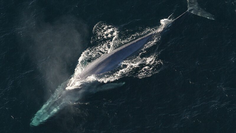 上空から撮影したシロナガスクジラの全身（NOAA）