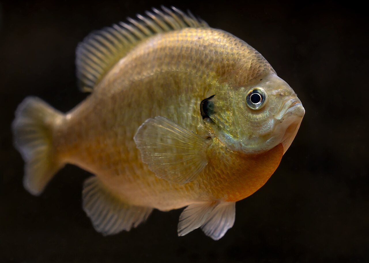 ブルーギルの成魚・黒背景で体色がわかる