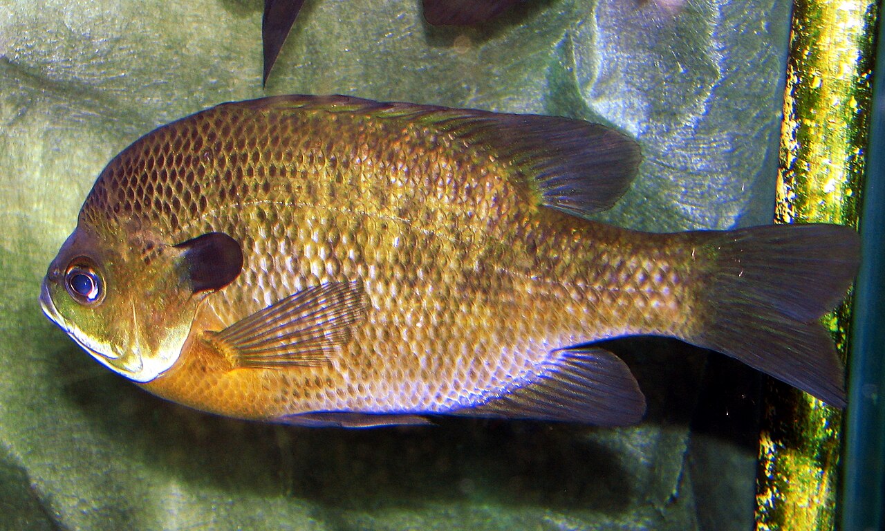 ブルーギル・水族館展示個体