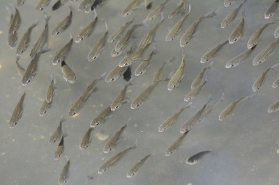 成魚のボラ