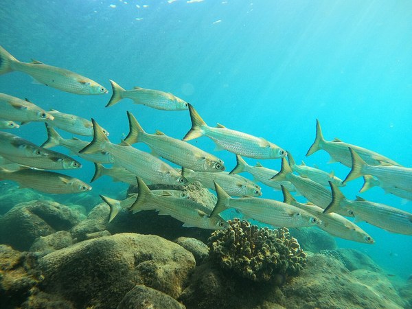 ボラの成魚