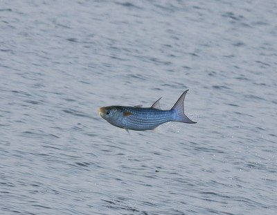 海面から飛び上がるボラ