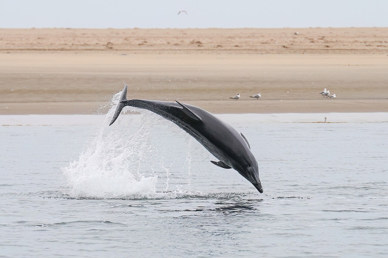 ナミビア・ペリカン岬沖でジャンプするハンドウイルカ（世界広く分布する外洋型個体）