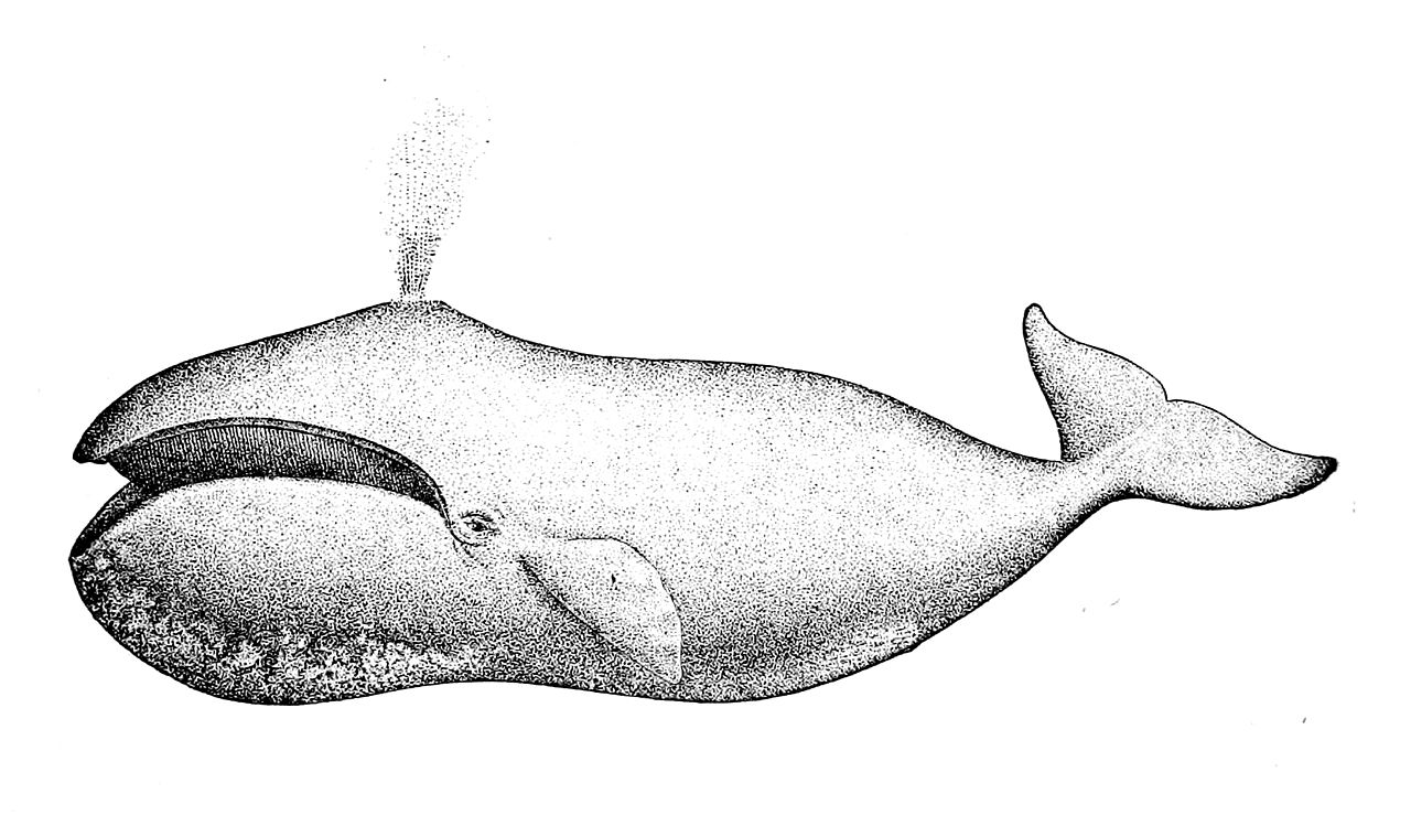 ホッキョククジラの線画・大きな頭とヒゲ板