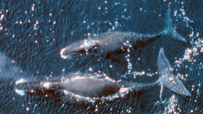 ホッキョククジラの母子・空撮で2頭が並ぶ