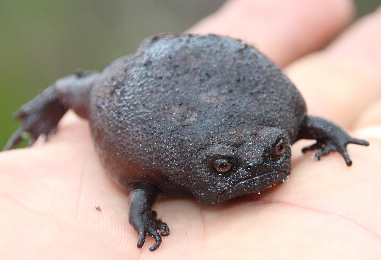 ヤミフクラガエル・正面から見た顔