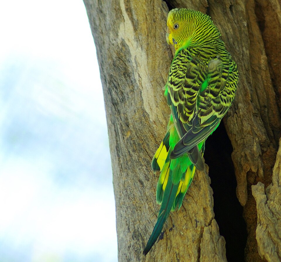 野生型の黄緑色のセキセイインコ