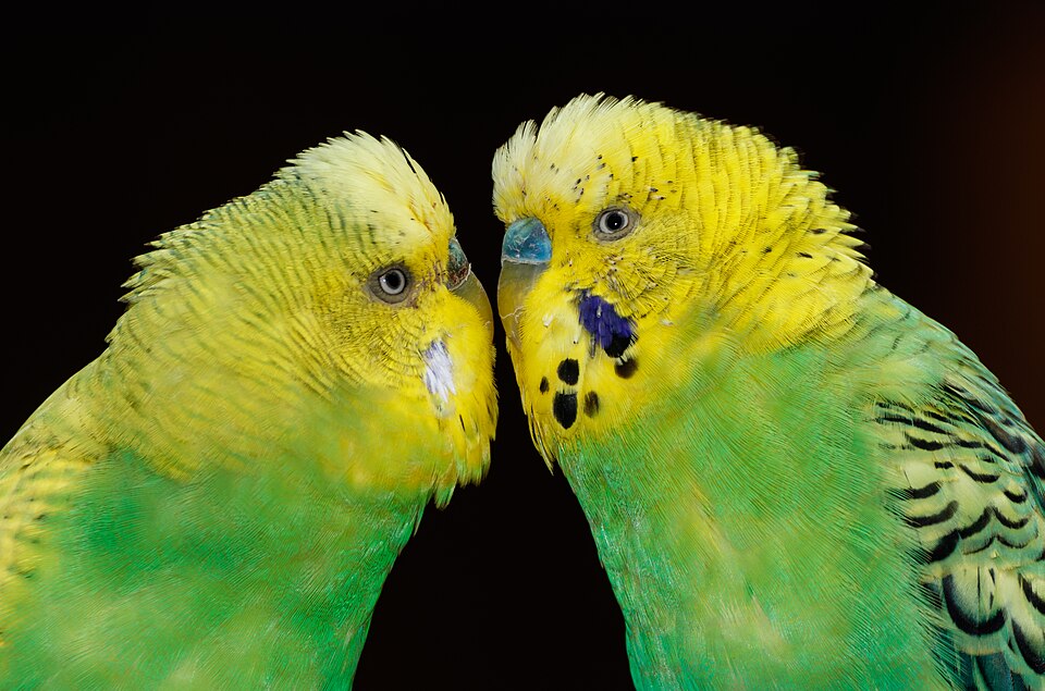 さまざまな色のセキセイインコ