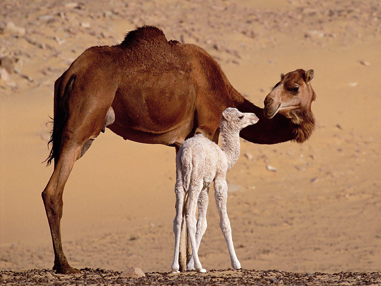 母ラクダと子ラクダ