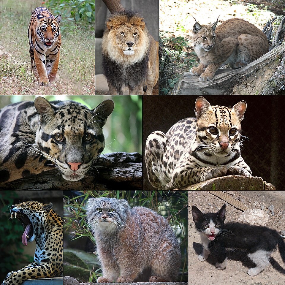 さまざまなネコ科の動物