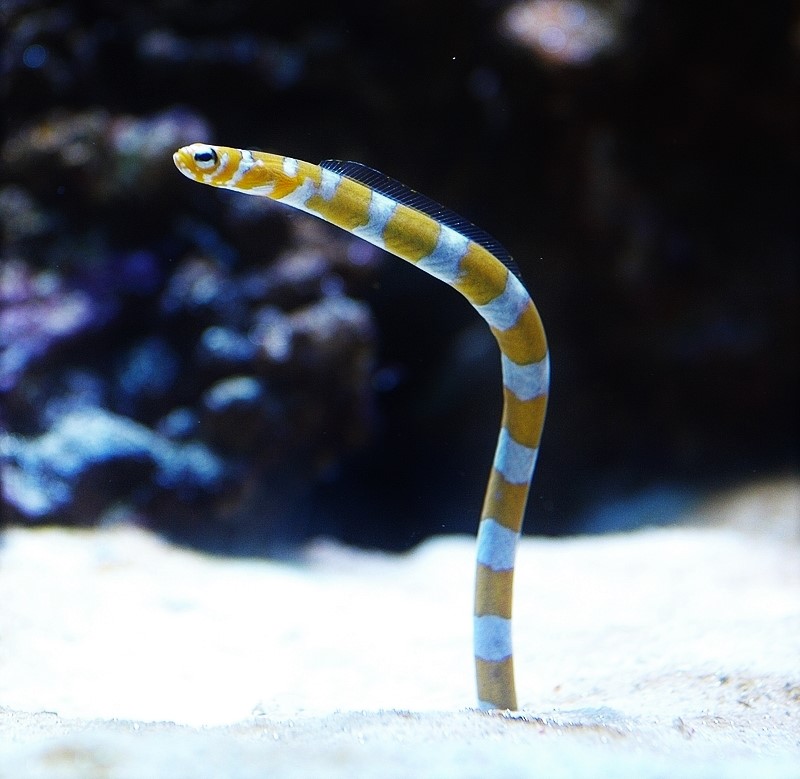 黄色と白の横じま模様のニシキアナゴ