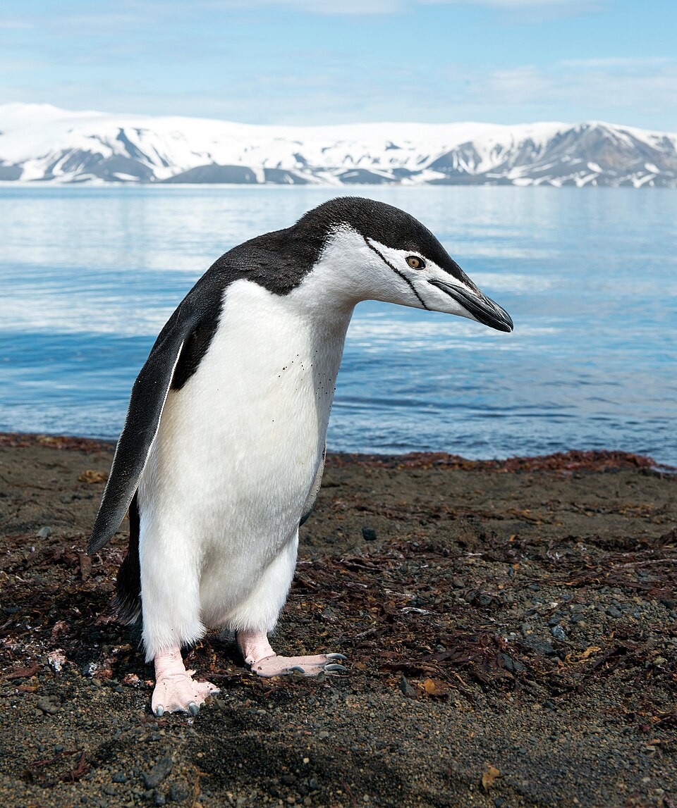ヒゲペンギンの顔