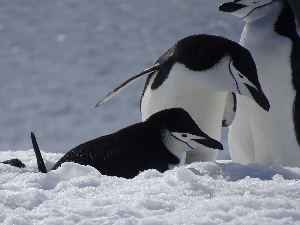 雪の上のヒゲペンギン