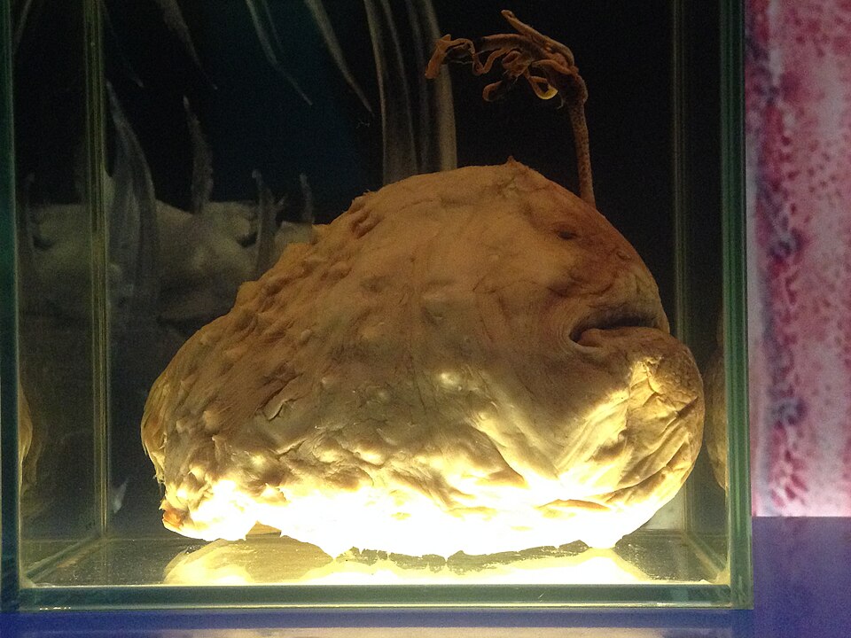 チョウチンアンコウの展示