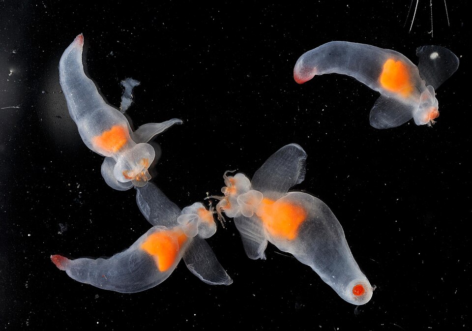 群れで泳ぐクリオネ