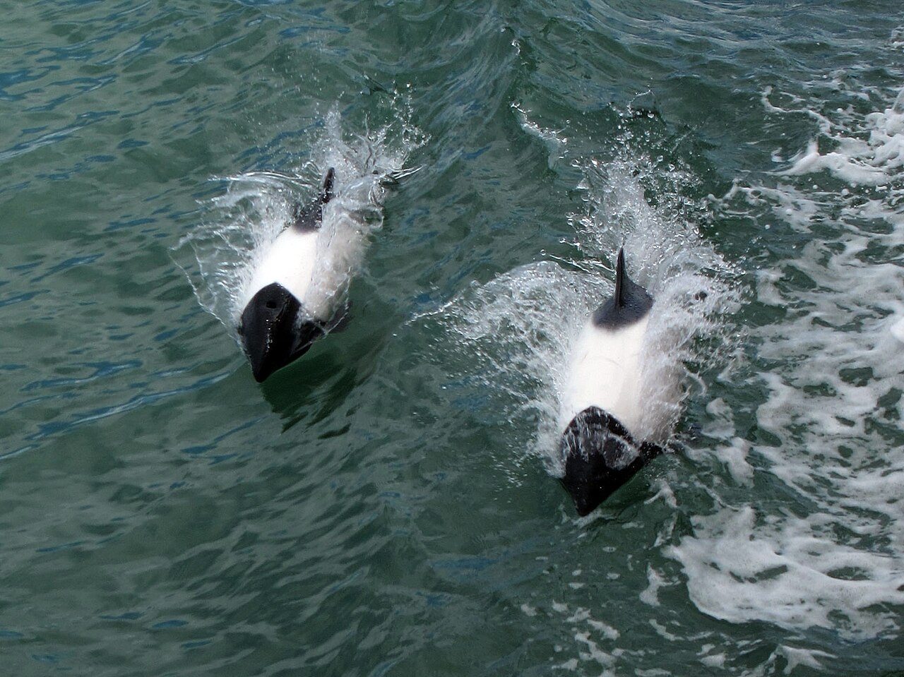 マゼラン海峡を並んで泳ぐ2頭のイロワケイルカ(白と黒のパンダ模様)