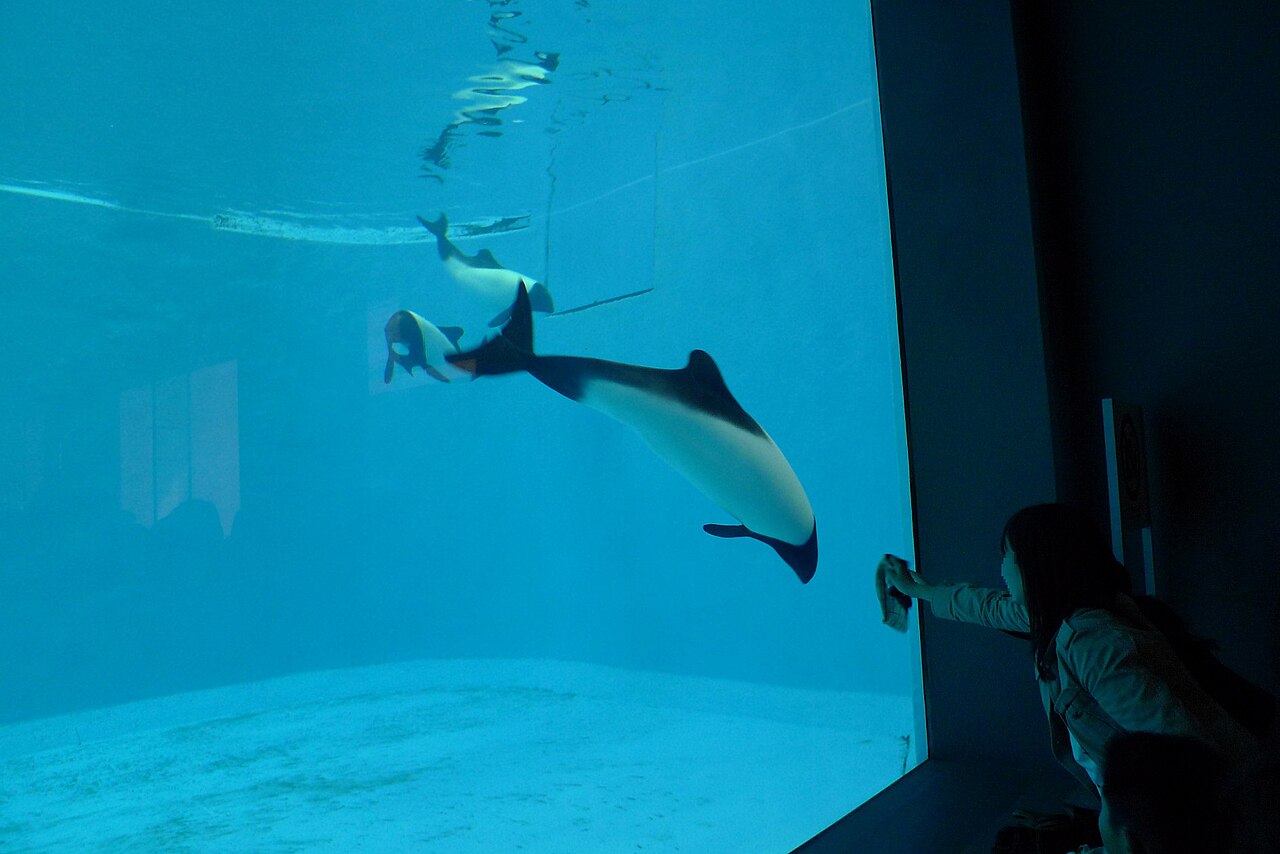 鳥羽水族館の水槽を泳ぐイロワケイルカ(水中越しに観察する来場者)