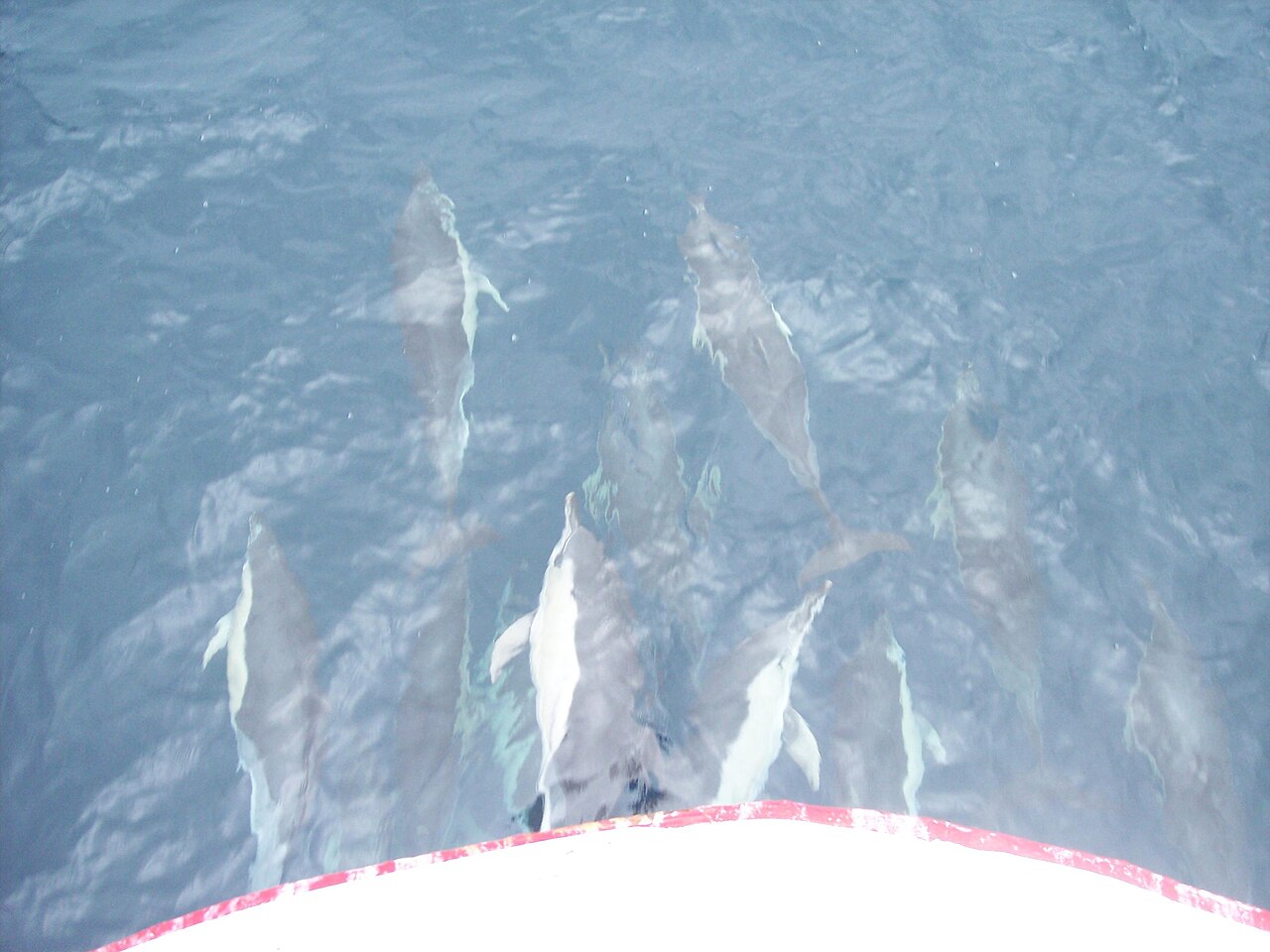 漁船の船首波で乗るマイルカの群れ(バウライディング)