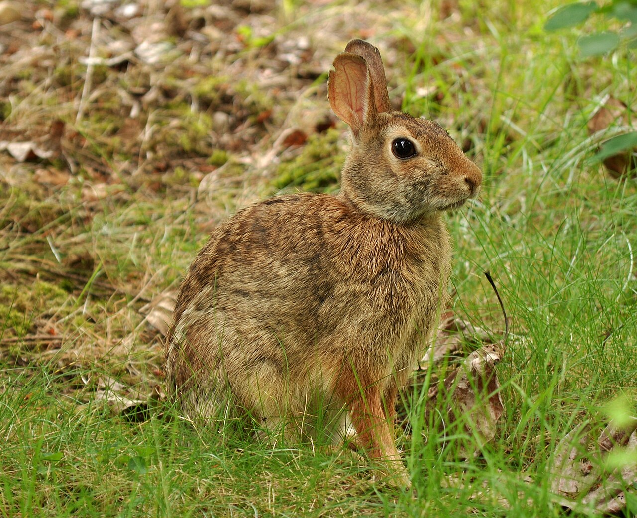 草地に座るトウブワタオウサギの全身（赤褐色の体と白い綿尾の下面）