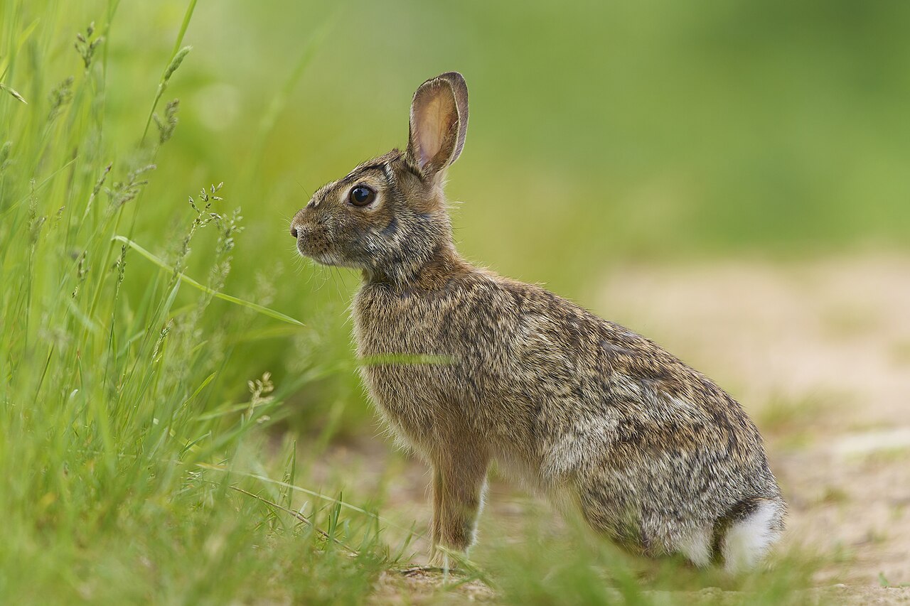 農場の縁に立つトウブワタオウサギ