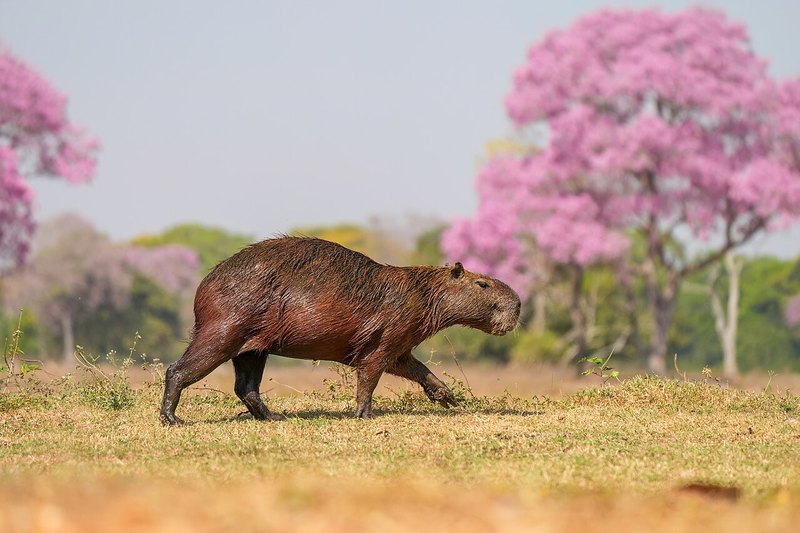 草地に立つ世界最大の齧歯類カピバラ