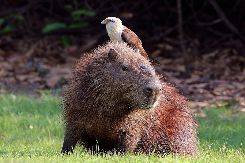背中に鳥をのせたカピバラ