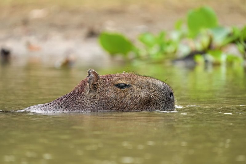 水の中を泳ぐカピバラ