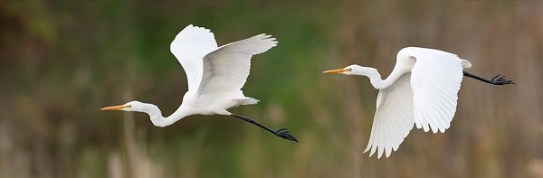 チュウダイサギ Ardea alba modesta の姿・合成写真