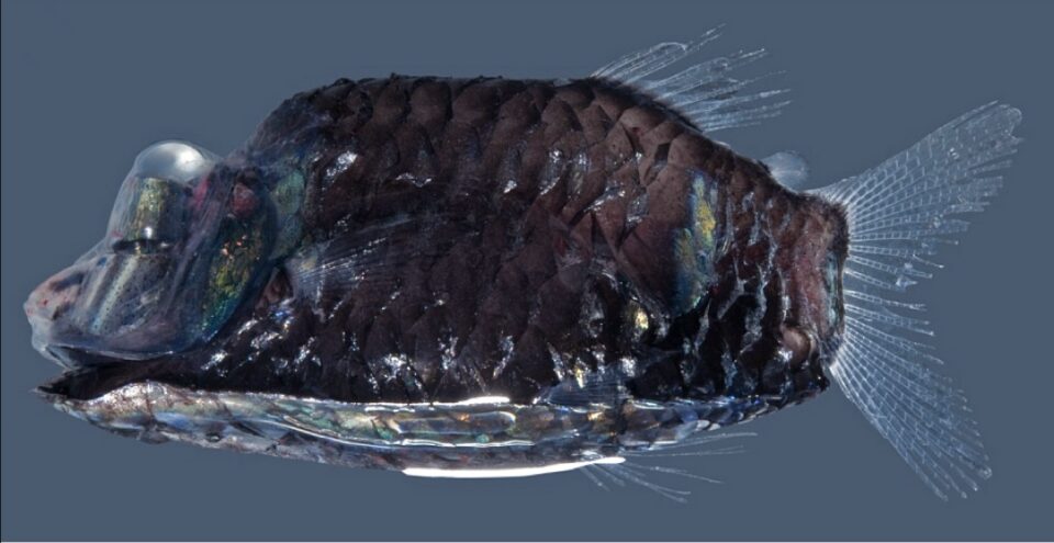 近縁のデメニギス科の魚オピストプロクトゥス