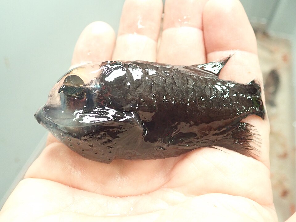網で捕獲されたデメニギスの標本