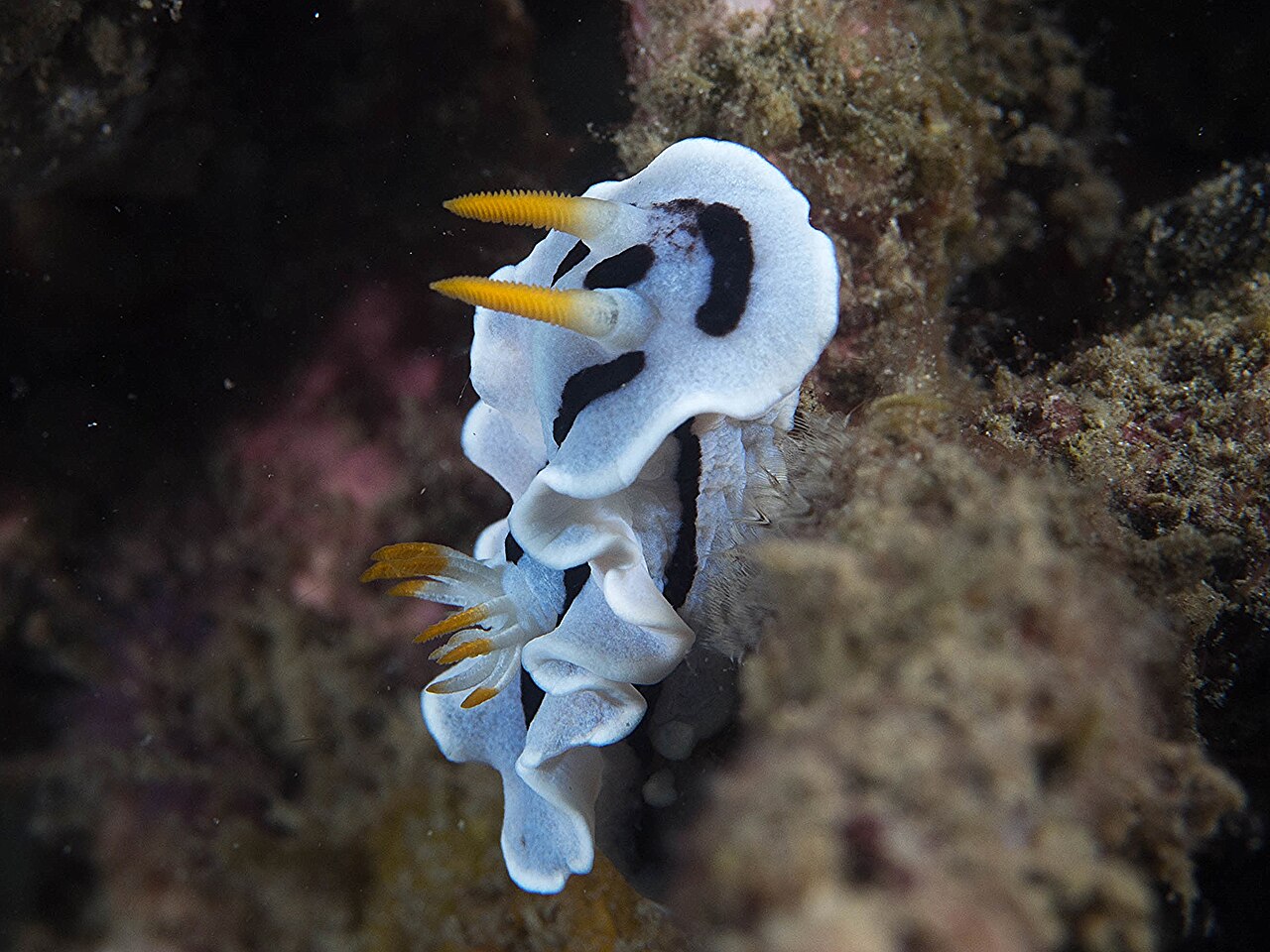 ダイアナウミウシ 直立姿・触角と鰓の橙色