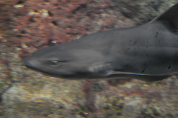 新江ノ島水族館のドチザメ