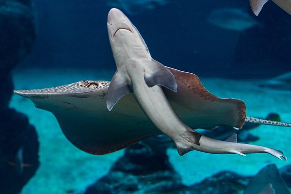 須磨海浜水族園のドチザメとエイ