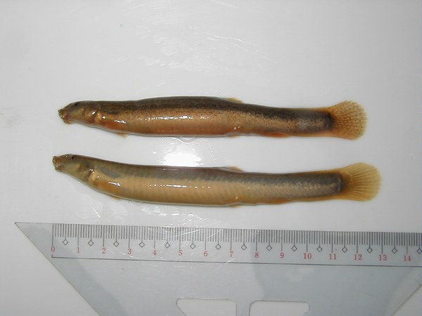 2匹のドジョウ・実測比較
