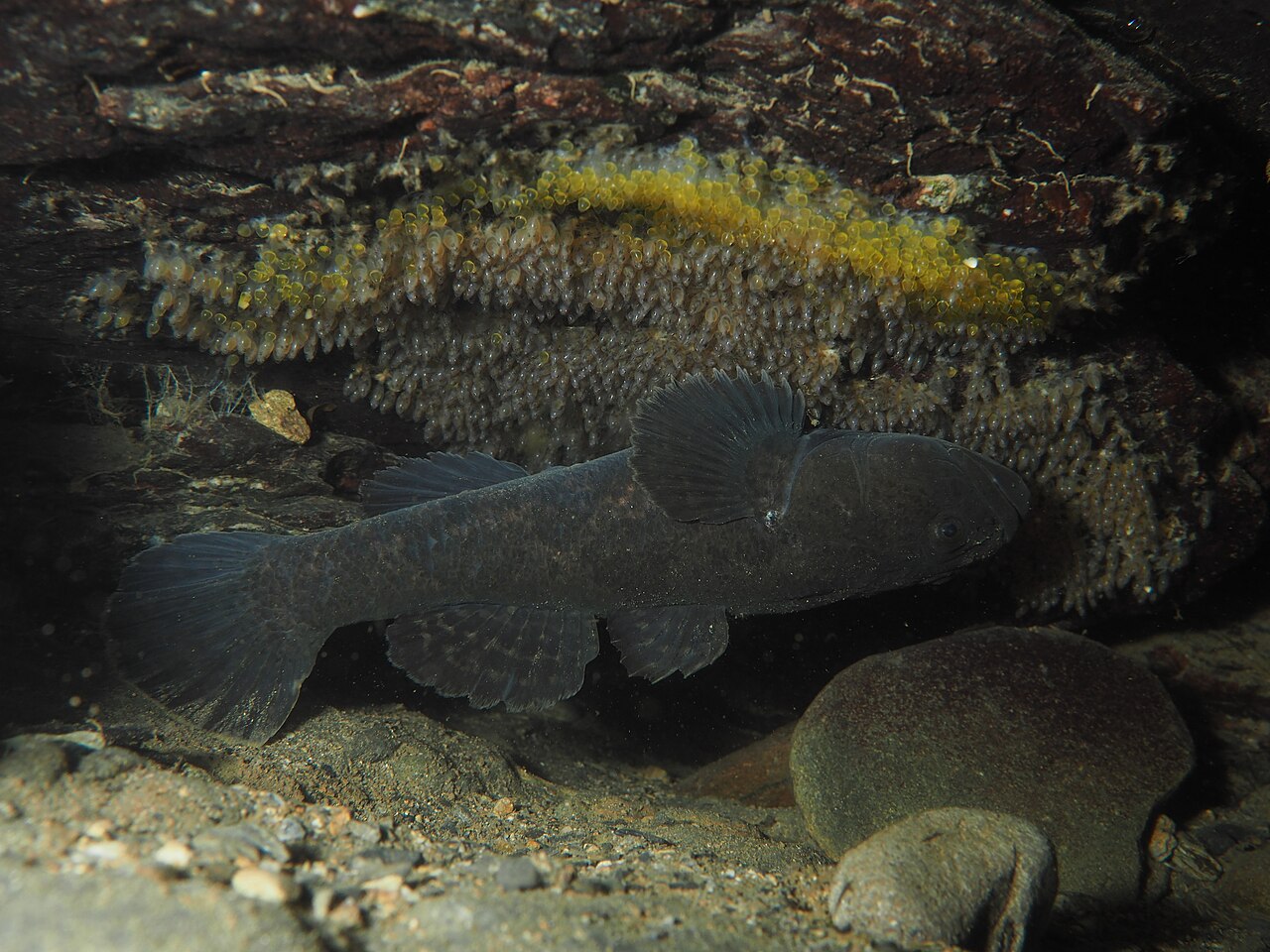 岩の下で卵塊を守るドンコのオス・黄色い卵が天井にびっしり