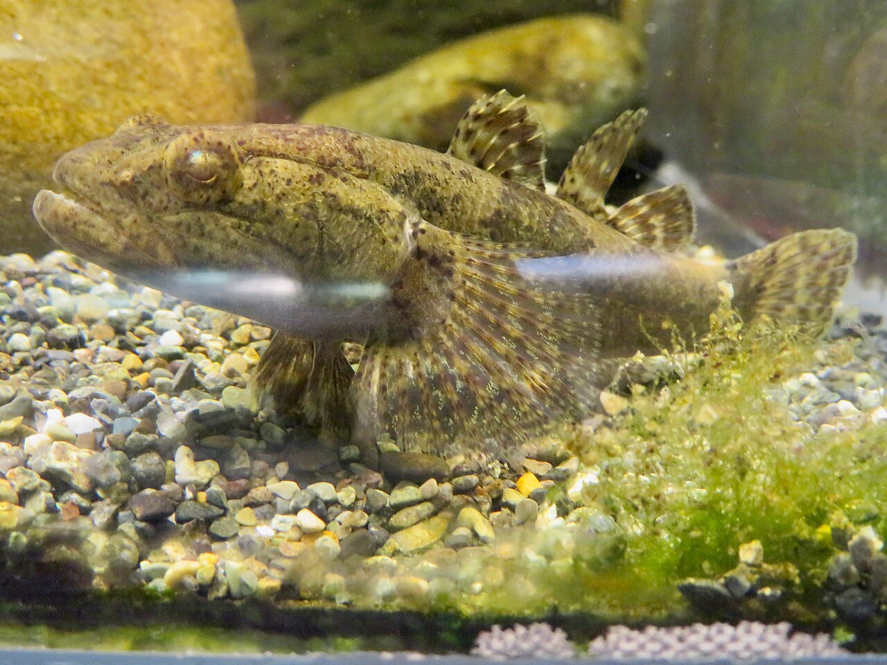 ドンコの展示個体・東山動植物園