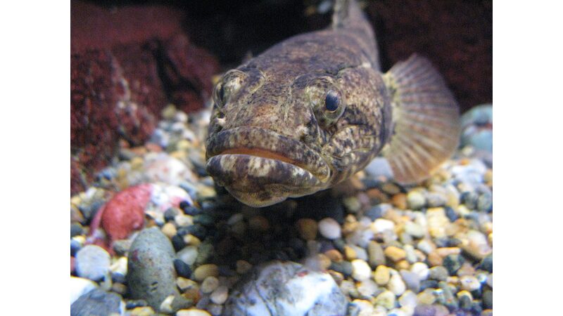 ドンコ・大きな頭と口・水底の底生魚