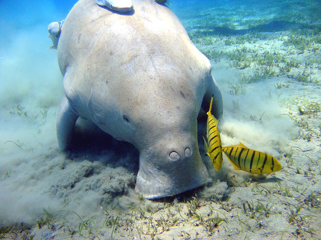 海底の海草を食べるジュゴン