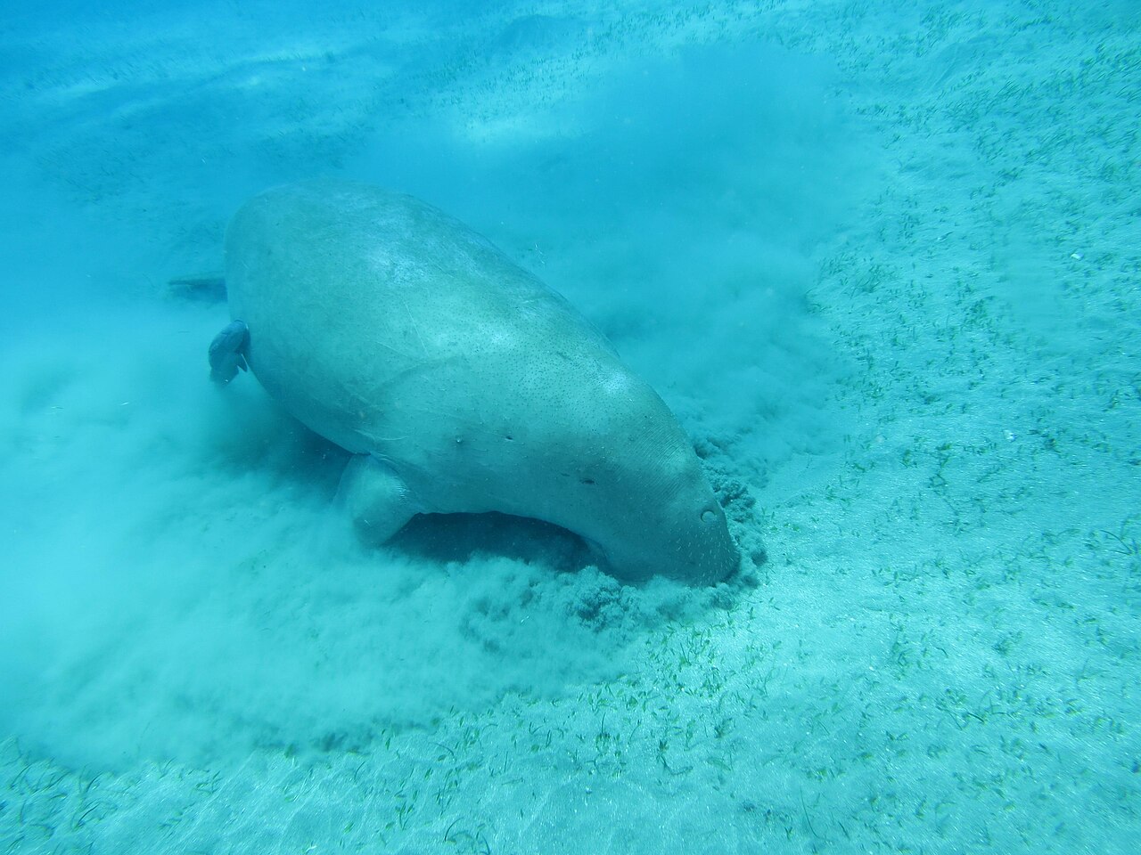 海草の茂る海底を泳ぐジュゴン
